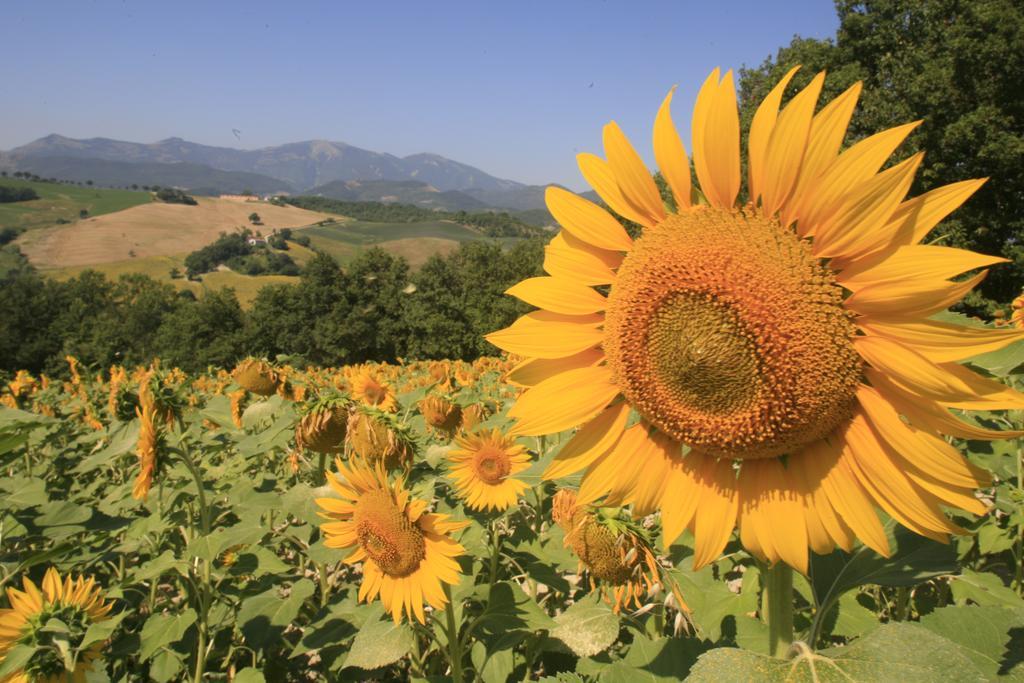 Agriturismo Il Fienile Di Ca Battista Apartment Cagli Luaran gambar